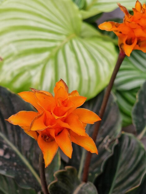 Oranje bloem in de tuin, Thailand. (Selectieve focus)