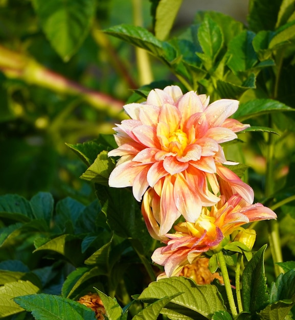 Oranje bloem met druppels water