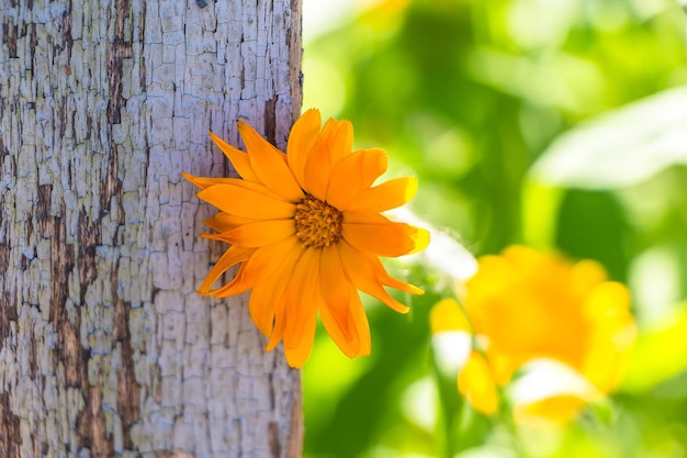 Oranje bloem op de achtergrond van de oude houten omheining