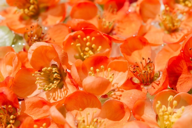 Oranje bloem van binnen close-up