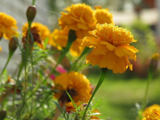 Oranje bloem van gerber