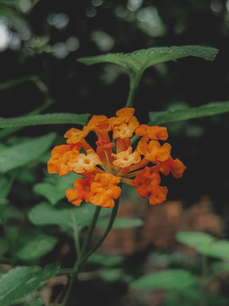 oranje bloem