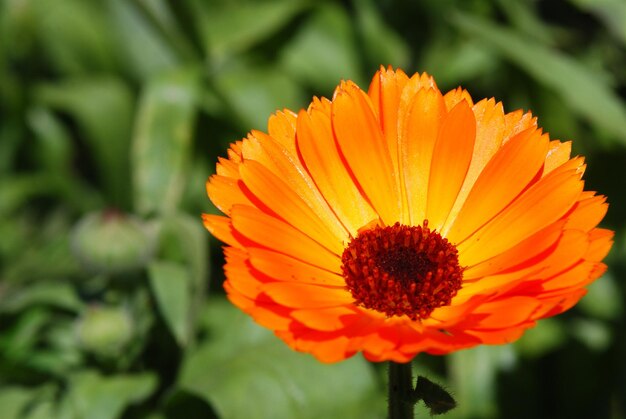 Oranje bloem