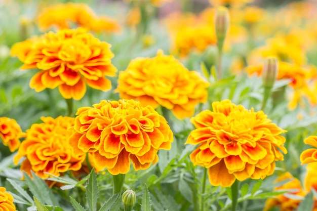 Oranje bloemen, Franse goudsbloemen