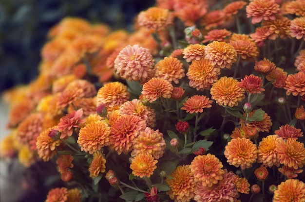 Foto oranje bloemen herfst compositie