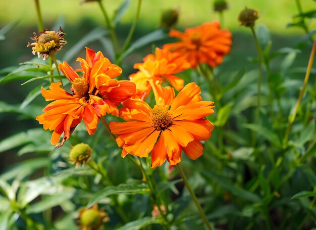 oranje bloemen in de zomer groene tuin op een zonnige dag