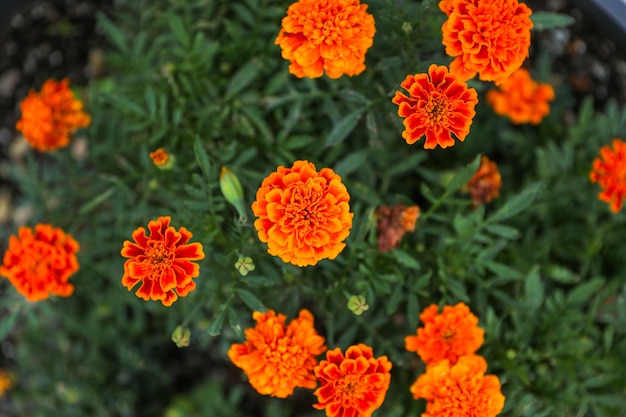 Oranje bloemen in een tuin