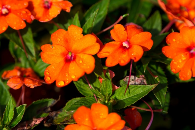 Oranje bloemen met druppels water