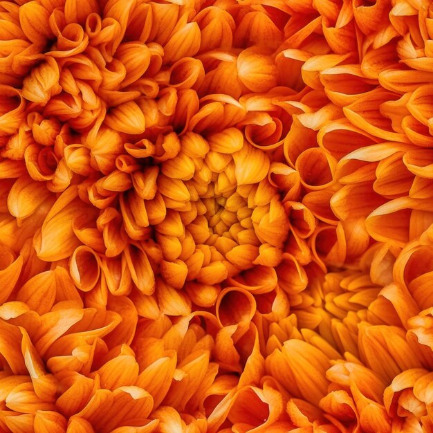 Foto oranje bloemen op een witte achtergrond