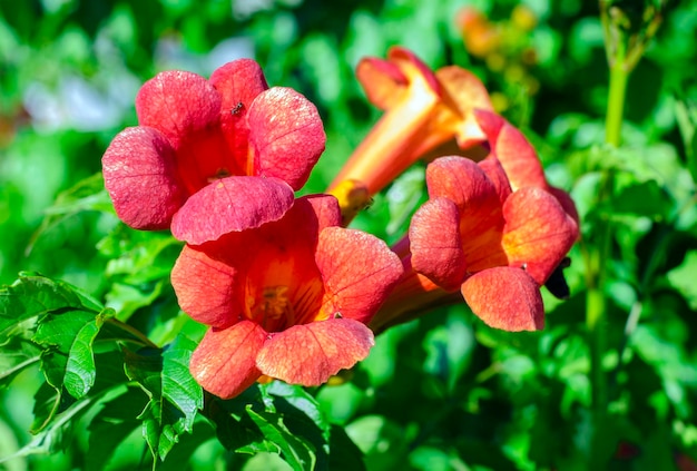 Oranje bloemen van de bloeiende Campsis-struik