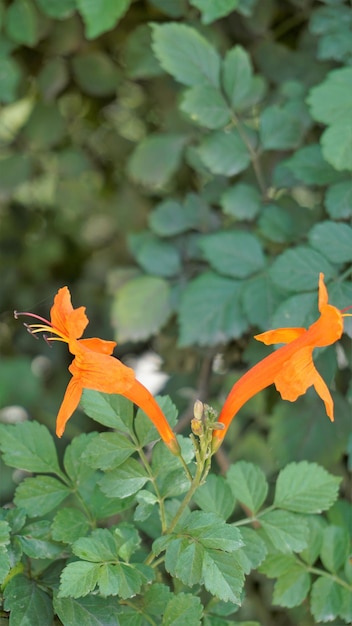 Oranje bloemen van Tecoma capensis ook bekend als Kaapse kamperfoelie Tecomaria Marsh paardestaart etc