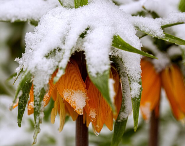 oranje bloemknoppen onder de eerste sneeuw