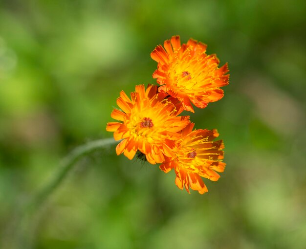 oranje bloemkoppen