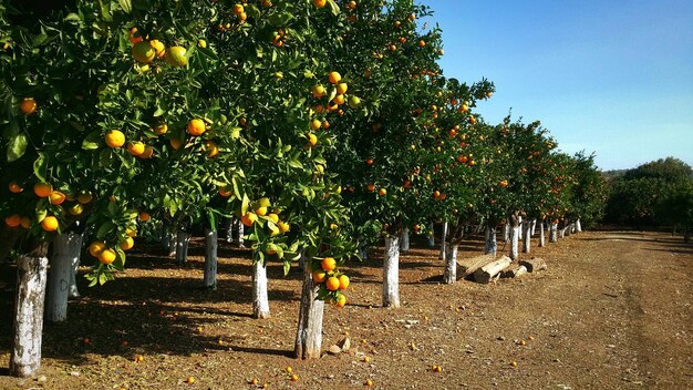 Foto oranje bomen groeien op het veld tegen de lucht