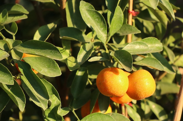 Oranje boom in de tuin