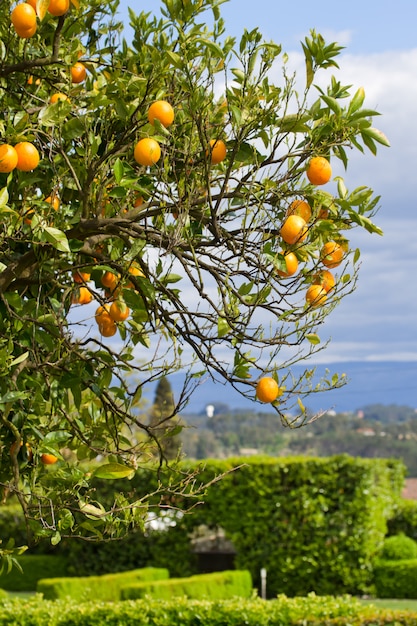 Oranje boom met sinaasappelen