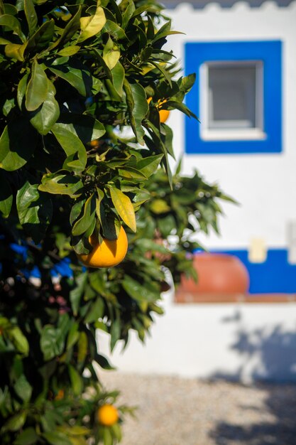 Oranje boom voor wit huis