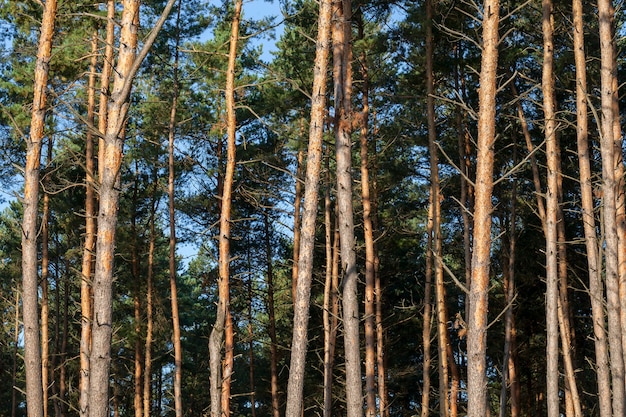 Oranje boomstammen hoge pijnbomen in het bos