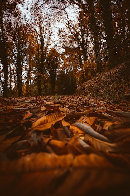 Oranje bos in de herfst