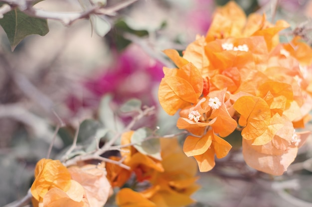 Oranje Bougainvillea bloemen