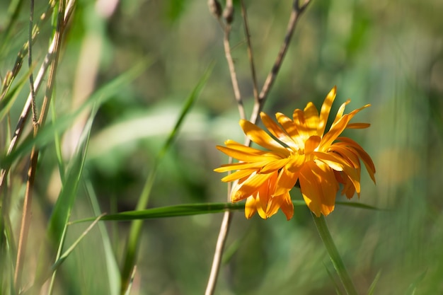 oranje calendula bloem in het veld