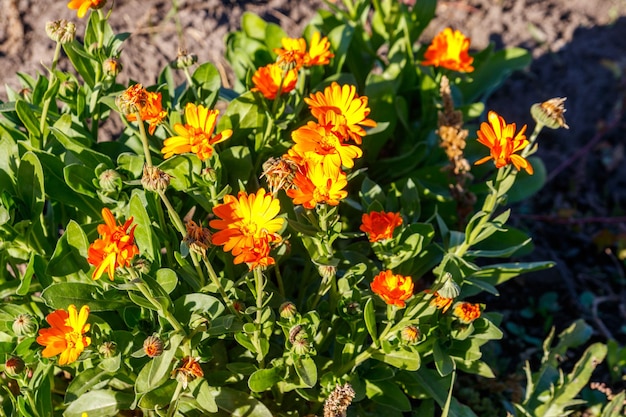 Oranje calendulabloem in tuin