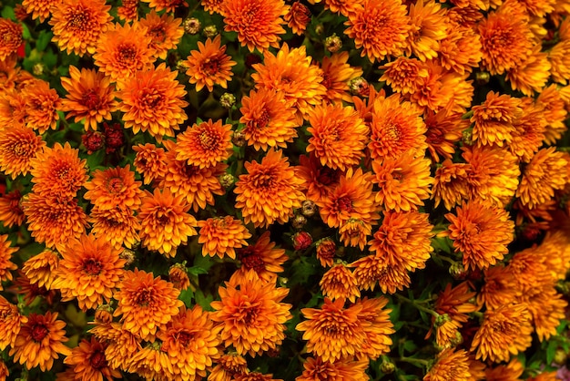 Oranje chrysant bloemen boeket