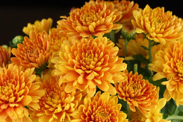 Oranje chrysant bloemen Chrysanten close-up