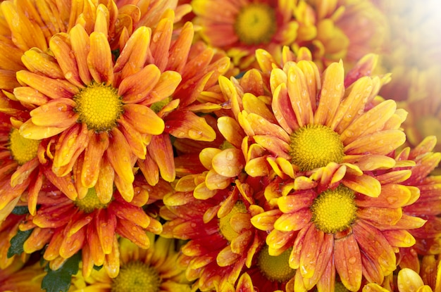 Oranje chrysanten bloeien in de tuin