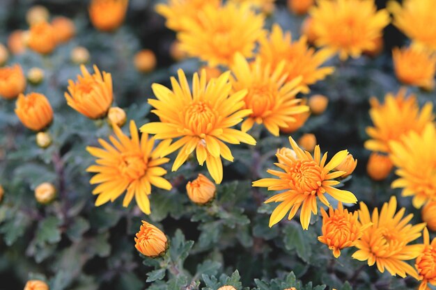 Oranje chrysanten in de tuin Oranje bloemen achtergrond