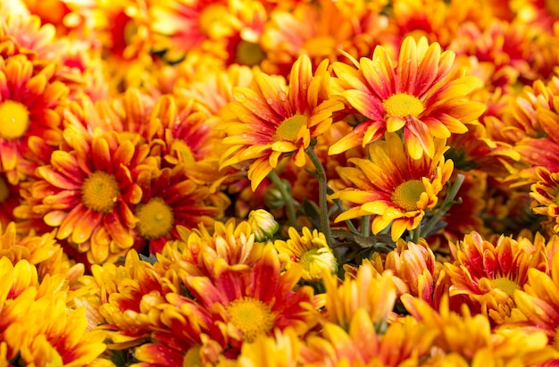 oranje chrysanten madeliefjebloem