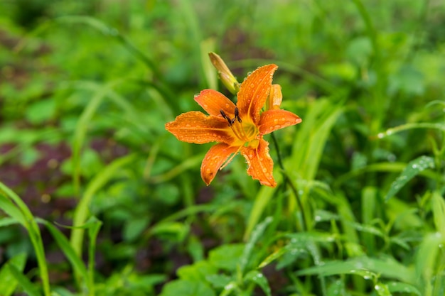 Oranje dagleliebloem in de druppels tijdens regen op een onscherpe achtergrond