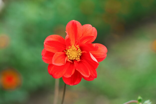 Oranje Dahlia bloem in de zomertuin