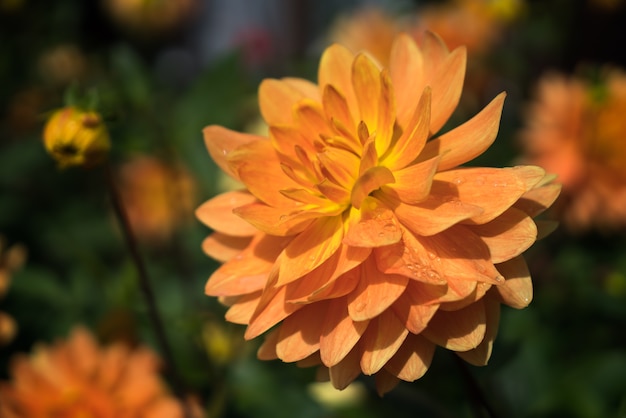 Oranje Dahlia in volle bloei