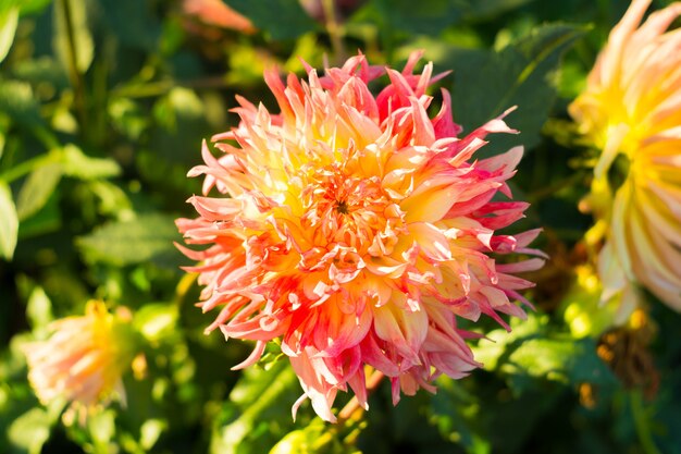 Oranje dahliabloem op de struik, close-up