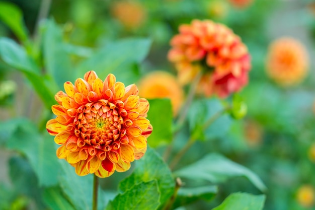 Oranje dahliabloem op de struik, close-up