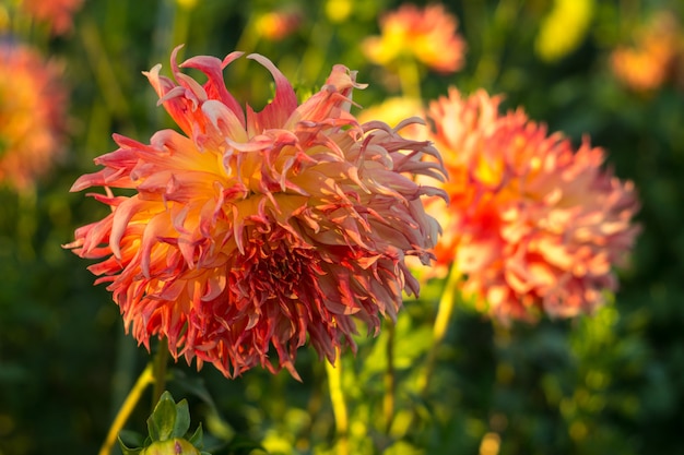 Oranje dahliabloem op de struik, close-up