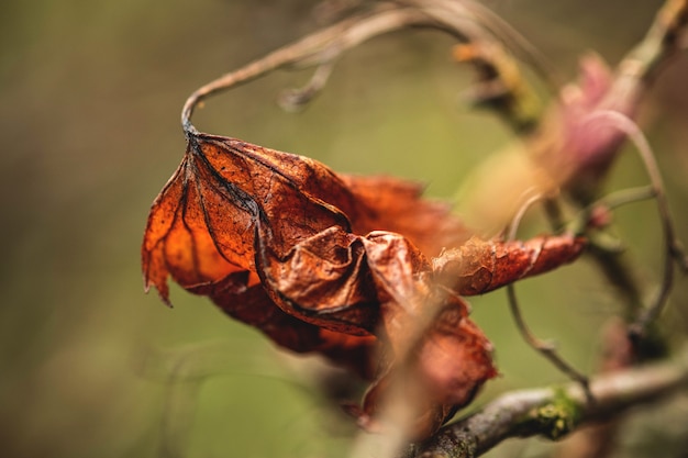 Oranje droog blad close-up