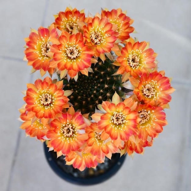 Oranje en gele bloemen van Lobivia hybride