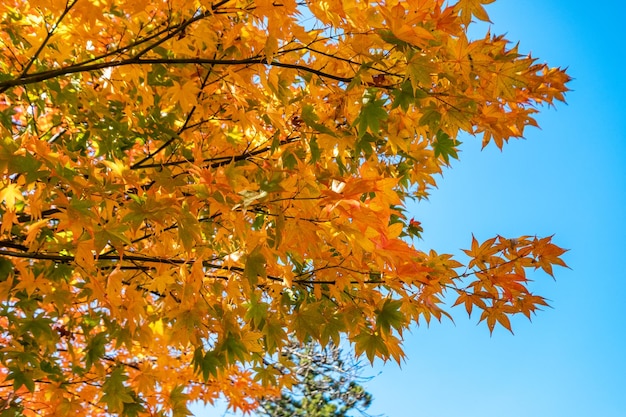 Oranje en gele esdoornbladeren op boom in de herfst