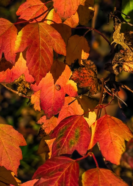 oranje en rode herfstbladeren. mooie herfst achtergrond