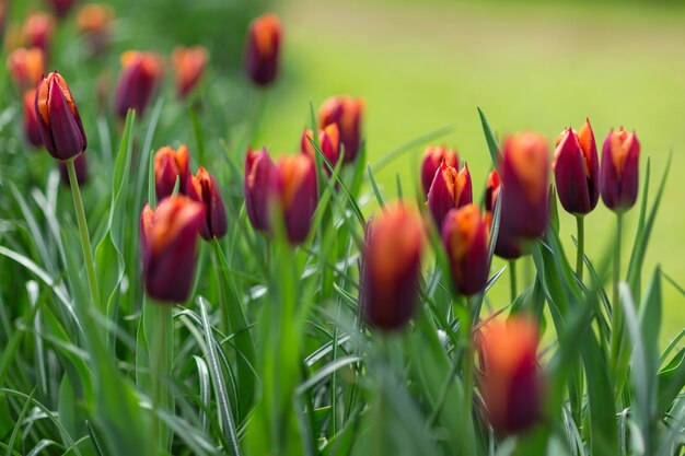 Oranje en rode tulpen in een park. Lente concept