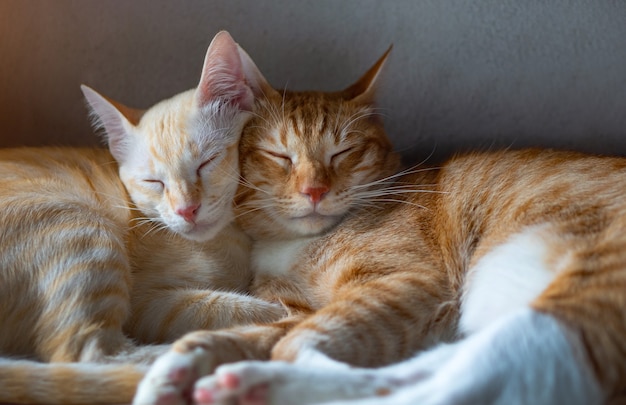 Oranje en wit thais katje, 8 maanden oud, slapend in huis.