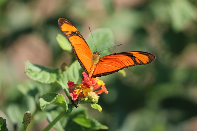 Foto oranje en zwarte vlinder op een plant.