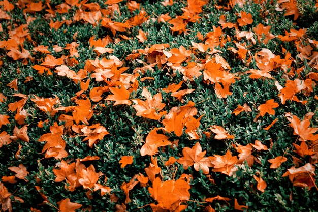 Oranje esdoorn bladeren op groene struik.