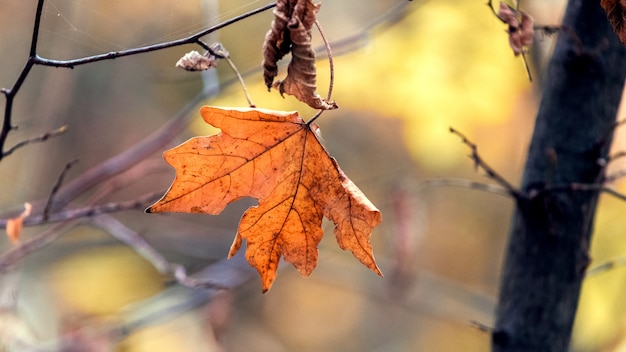 Oranje esdoornblad in het bos op een boom