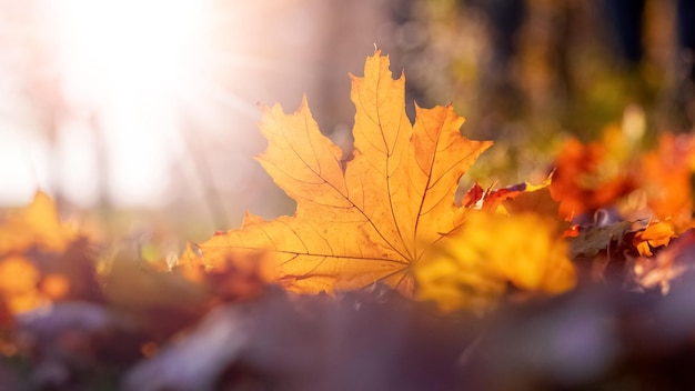 Oranje esdoornblad op de grond in de zonnestralen Herfstbladeren