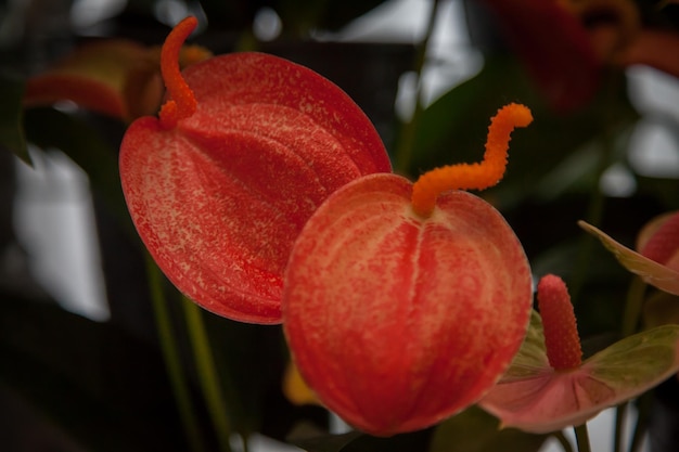 Oranje exotische anthurium.