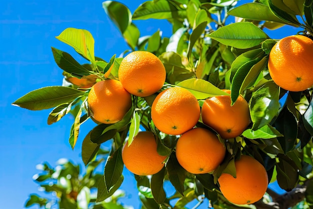 Oranje Fruit op Boom