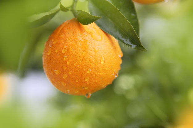 oranje fruit opknoping boom zoet water drops